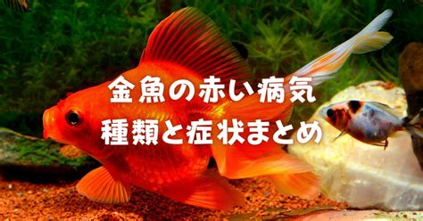 金魚溶尾|金魚の病気の種類と治療法を徹底網羅！症状と予防法。